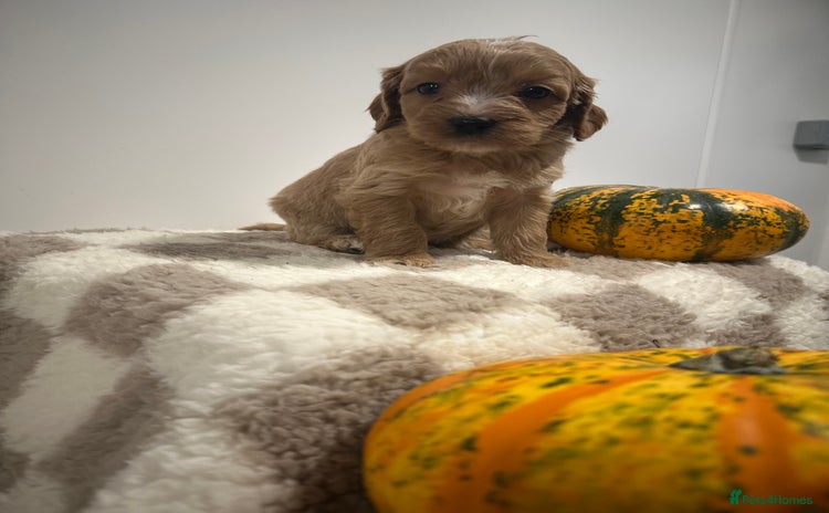 Cavapoo dogs - Advert 7