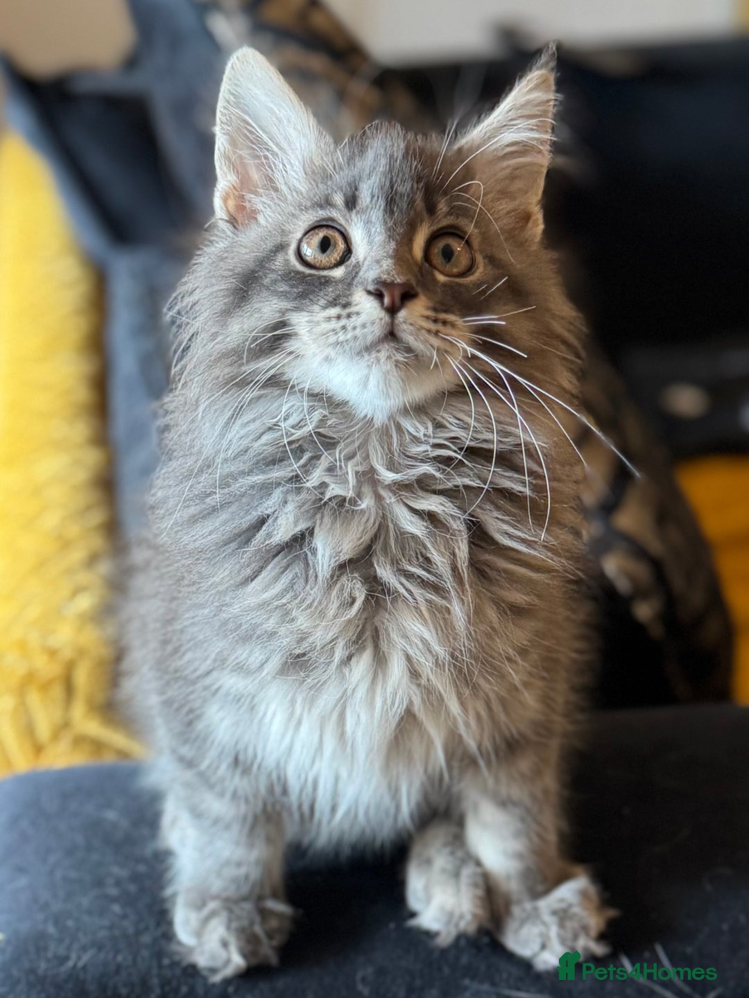 Maine Coon cats for sale: Ready NOW! TICA splendid Maine Coon - Image 8