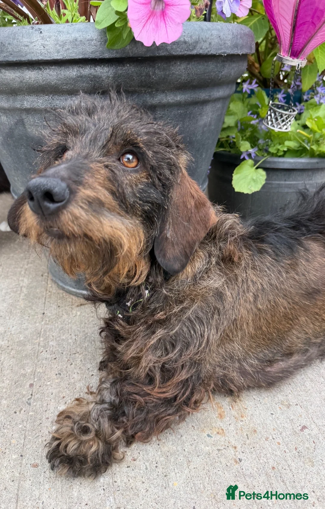 Mixed Breed dogs for sale: Dameranian puppies for sale  - Advert 2