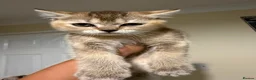 British Shorthair cats for sale: BS Kittens Available Fully TestedReady to Meet You - Advert 6