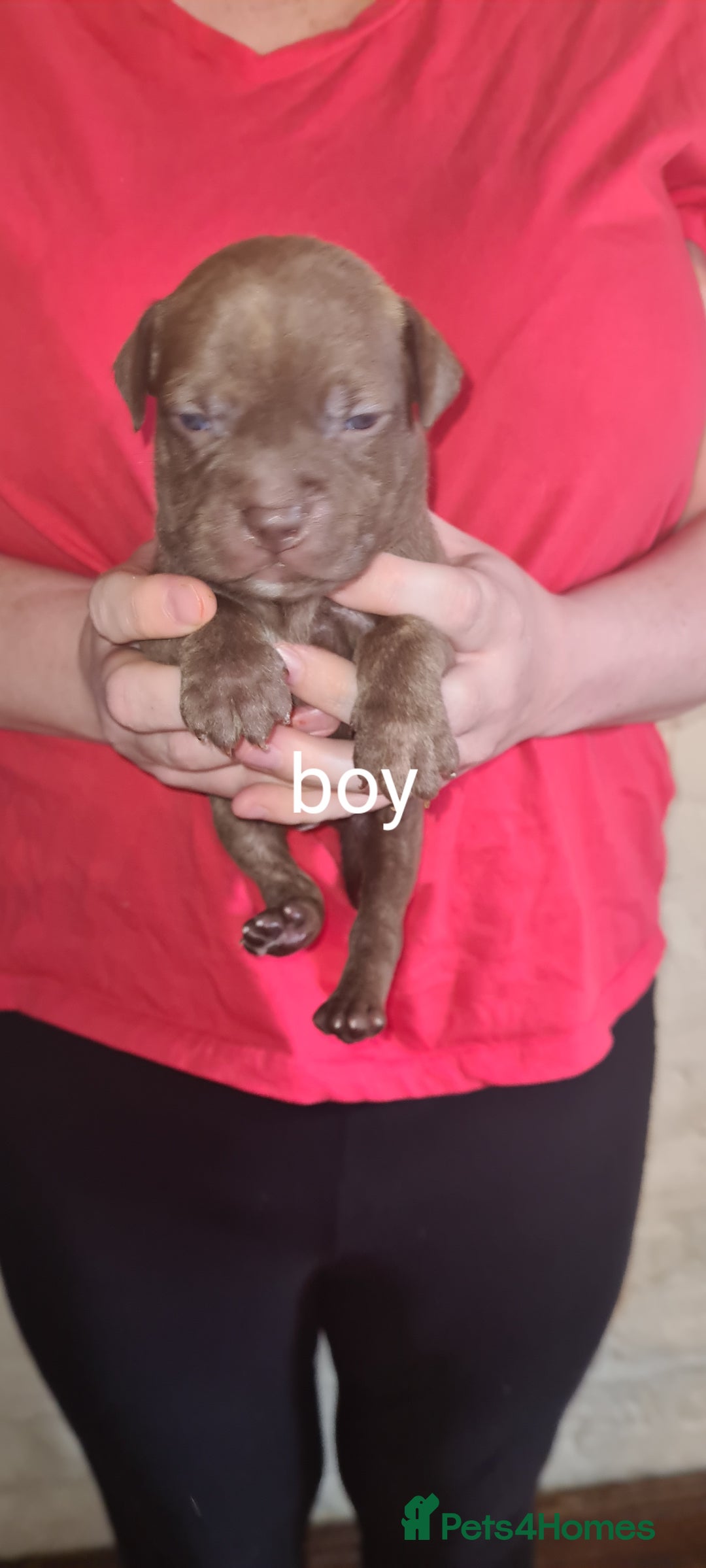 Staffordshire Bull Terrier dogs for sale: Beautiful staffy pups - Image 13