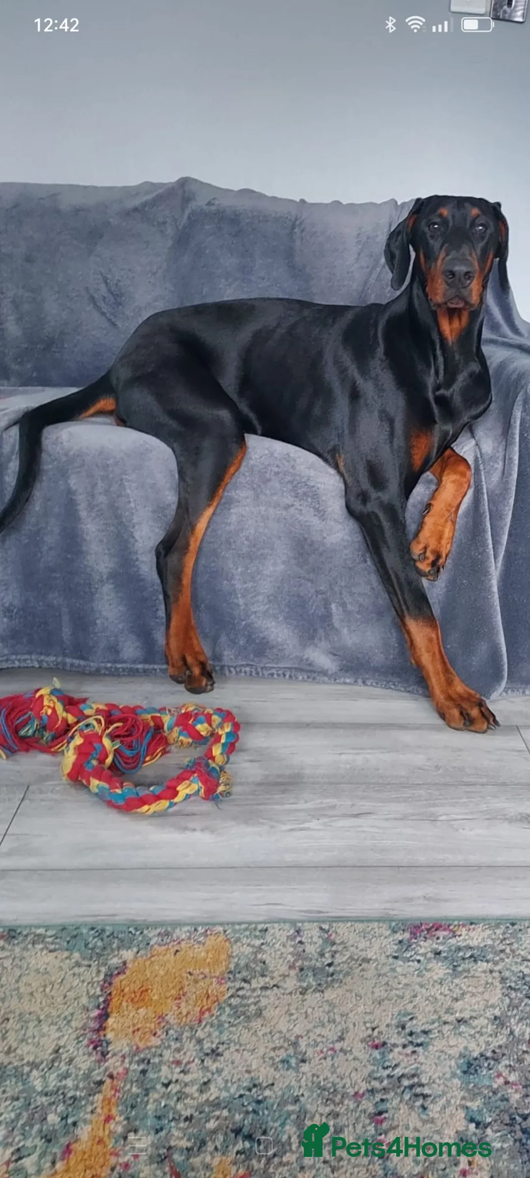 Dobermann dogs for stud: European Doberman  - Advert 4