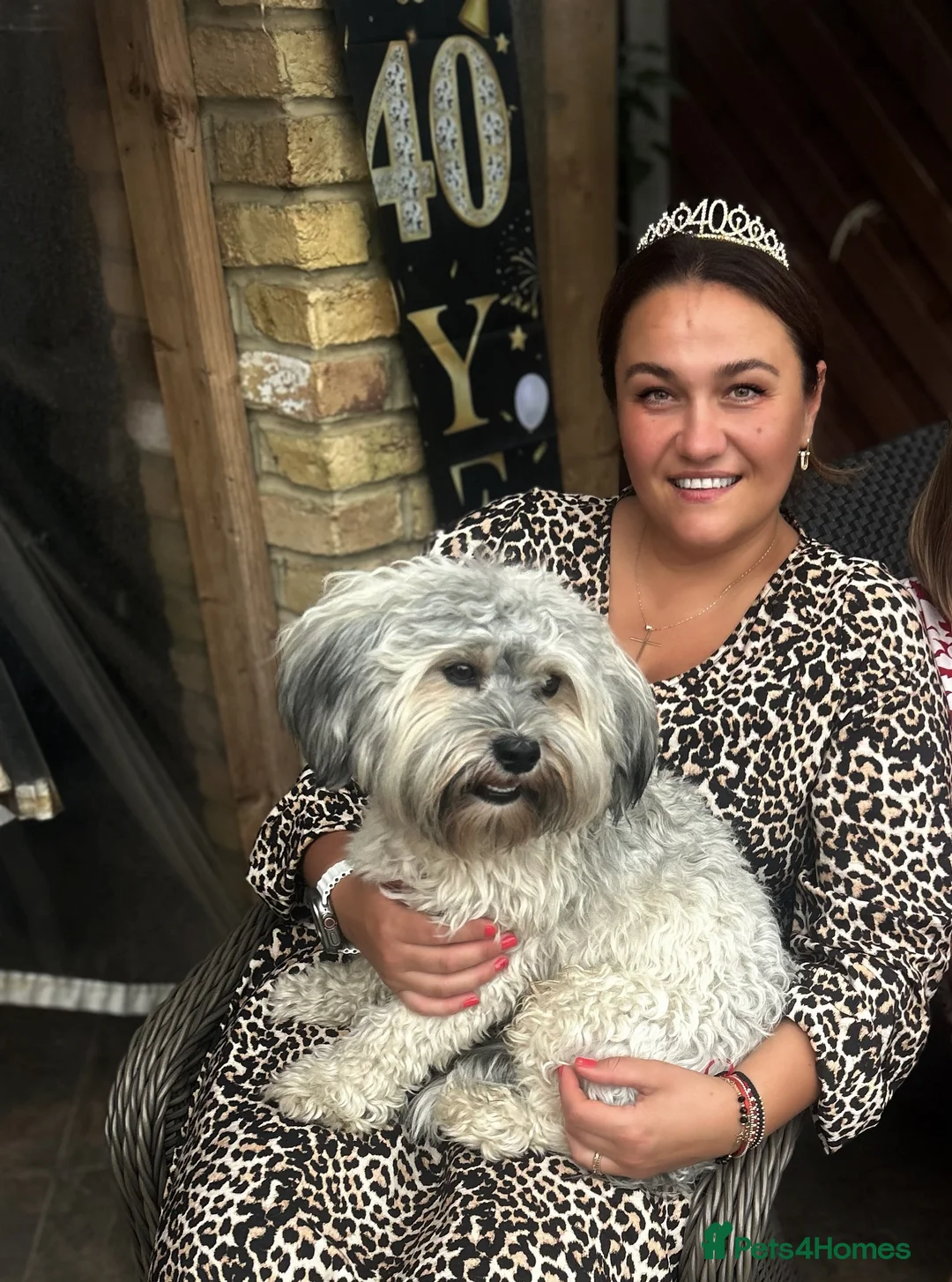 Havanese dogs for stud: Our sweetheart Teddy is now available for stud. - Advert 9