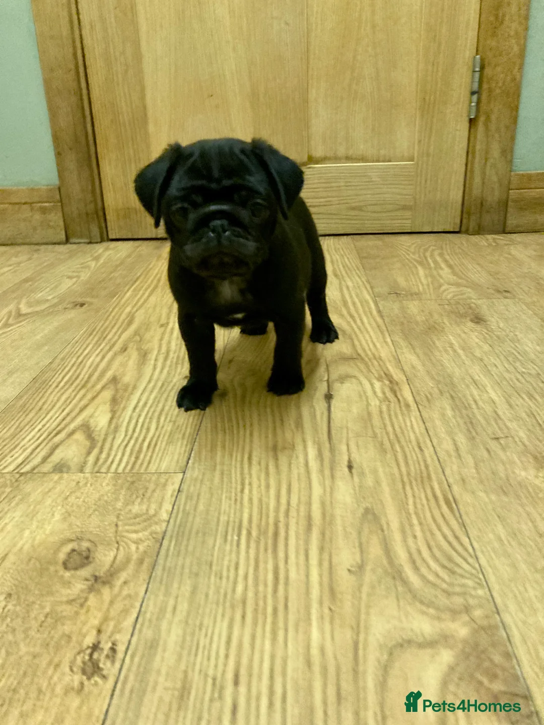 Pug dogs for stud: Health tested black pug stud  in Stevenage - Advert 28