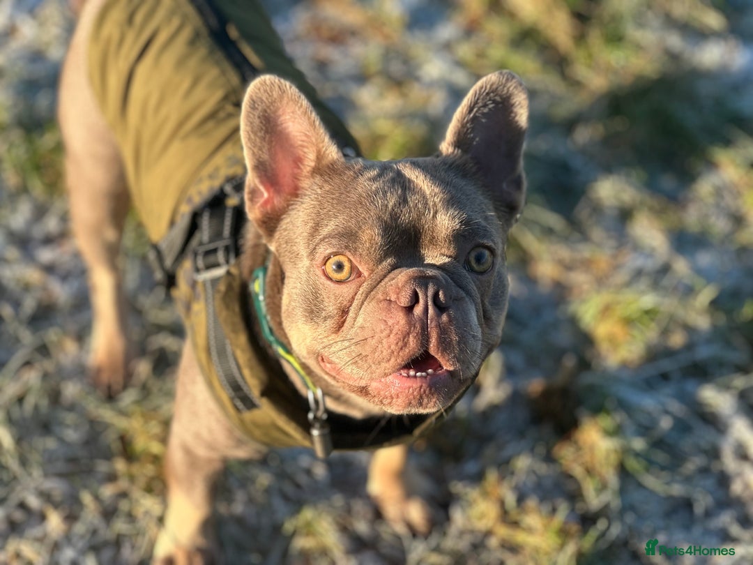 French Bulldog dogs for sale: French bulldog puppies  - Image 15