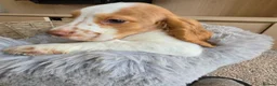 Cocker Spaniel dogs for sale: Working Type Cocker Spaniels - Advert 24