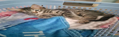 Muffin the female 