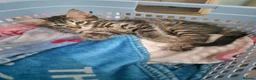 Mixed Breed cats for sale: Kittens - Advert 3