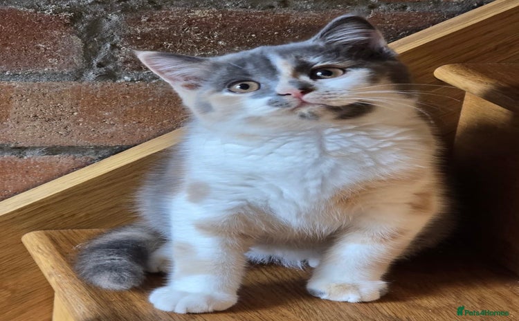 British Shorthair cats - Advert 2