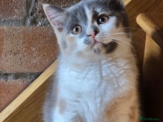 British Shorthair cats Stunning GCCF Registered Active Female - Advert 17