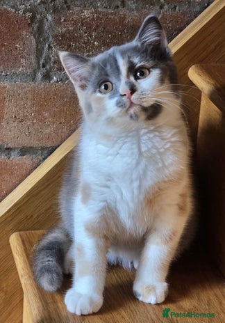 British Shorthair cats - Advert 9