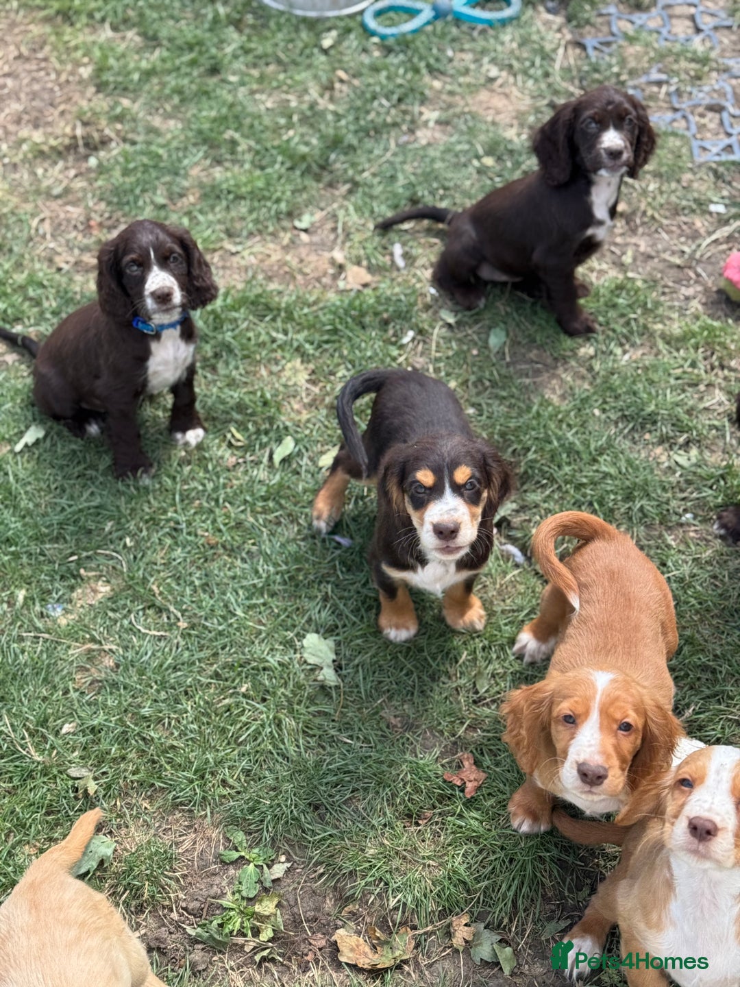 Cocker Spaniel dogs for sale: Stunning cocker pups  - Image 12