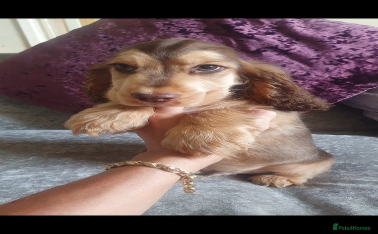Cocker Spaniel dogs - Advert 18