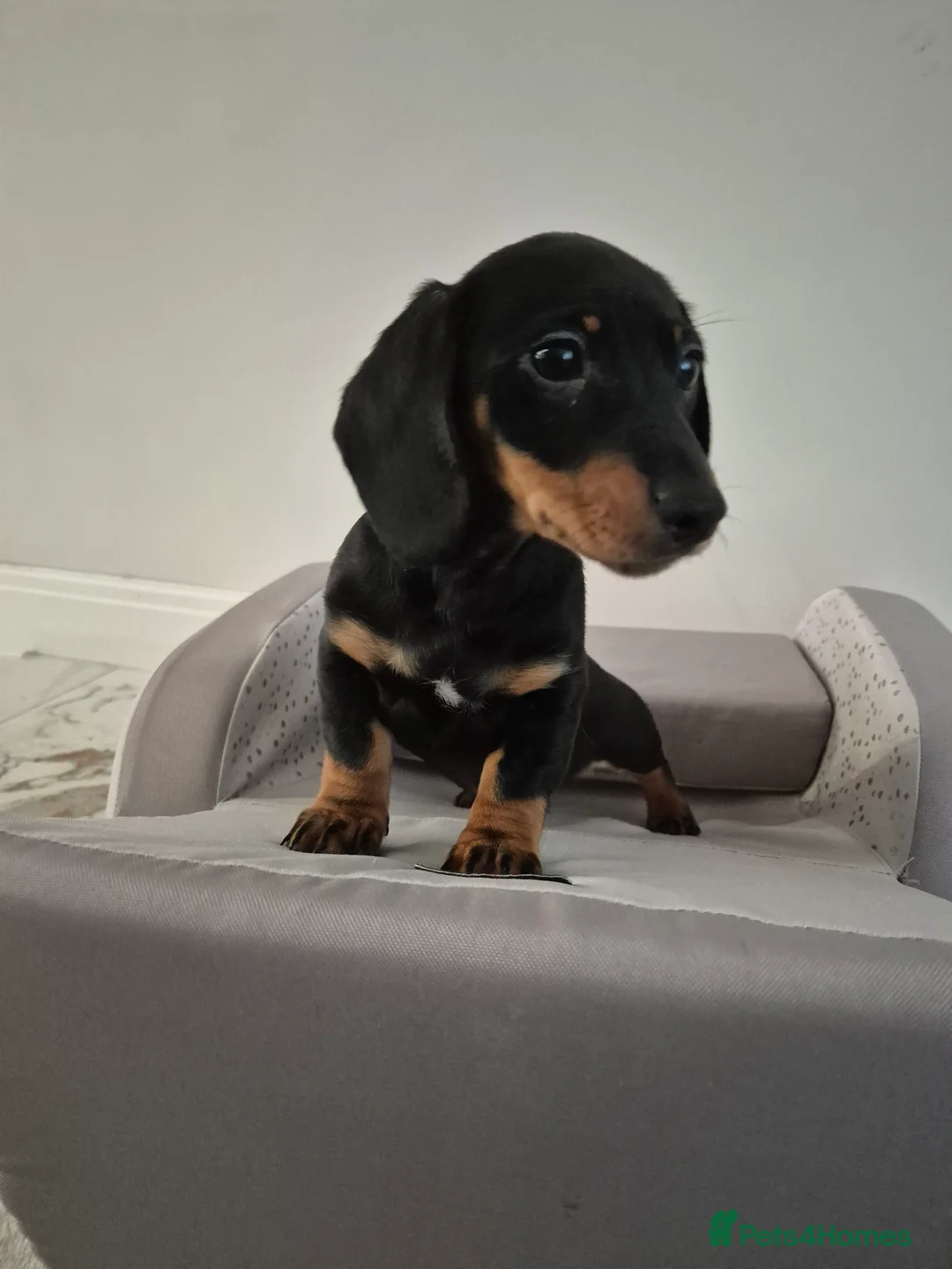 Dachshund dogs for sale: 💙 Miniature Dachshund Boy!💙 - Advert 33