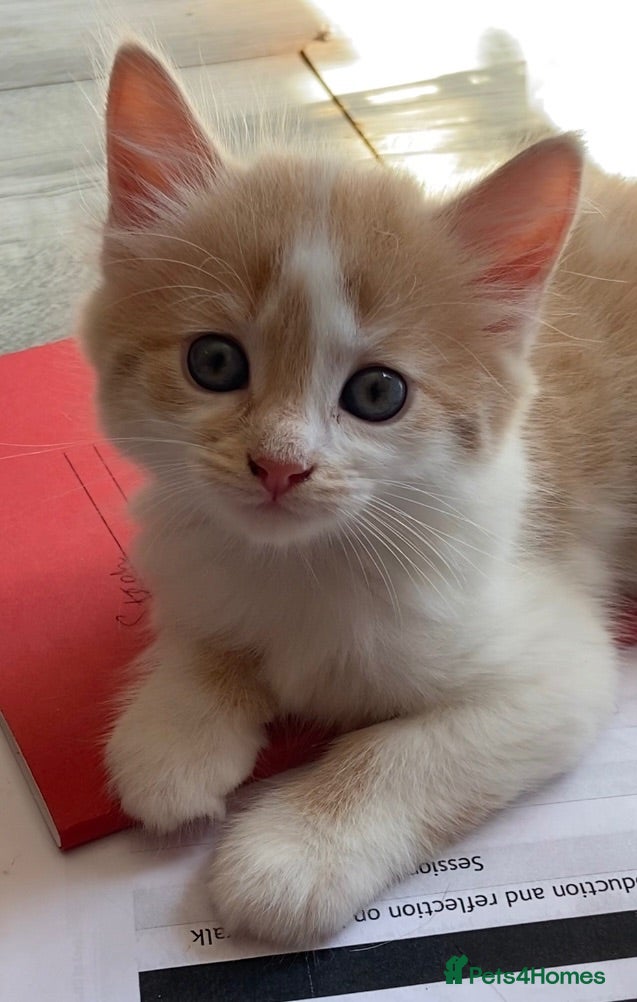 Mixed Breed cats  9 gorgeous kittens.  - Advert 9