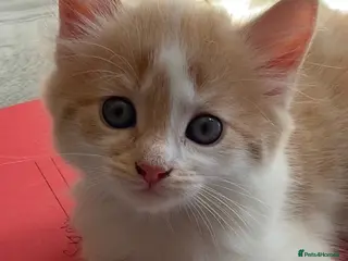 Mixed Breed cats 9 gorgeous kittens. - Advert 1