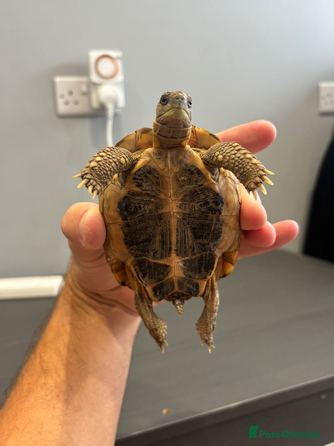 Hermann Tortoise reptiles for sale: Dwarf tortoise looking for a loving home  - Image 6