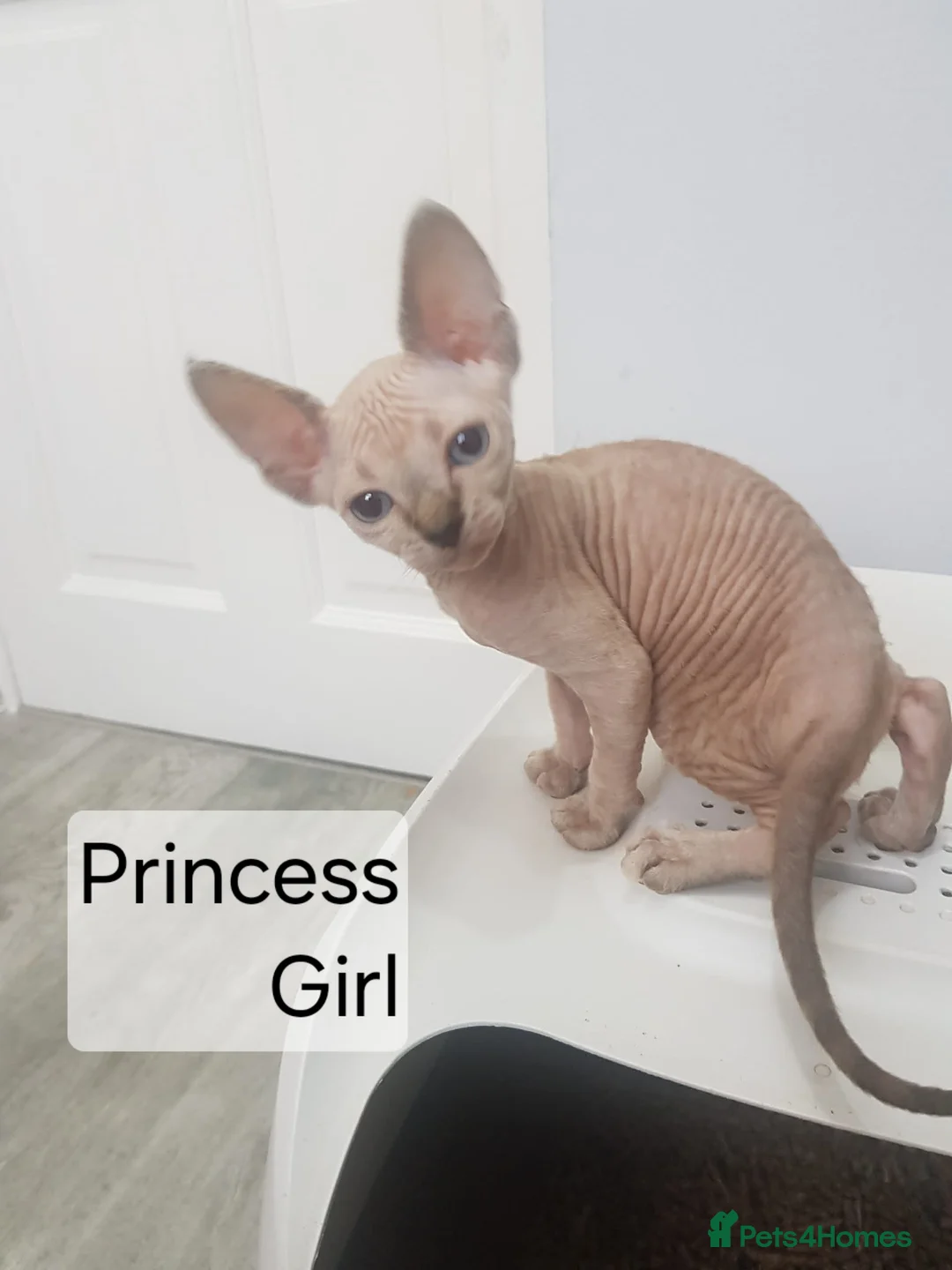 Sphynx cats for sale: Tica quality canadian sphynx kittens - Advert 22