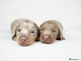 Miniature Dachshund dogs KC REGISTERED MINIATURE DACHSHUND PUPPIES - Advert 16