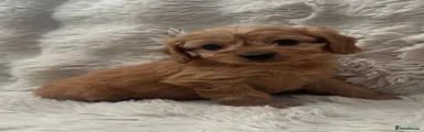 Cavapoo 4