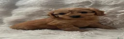Cavapoo dogs for sale: Adorable F1 Cavapoos puppies  - Advert 11