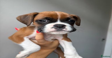 Boxer dogs - Advert 9