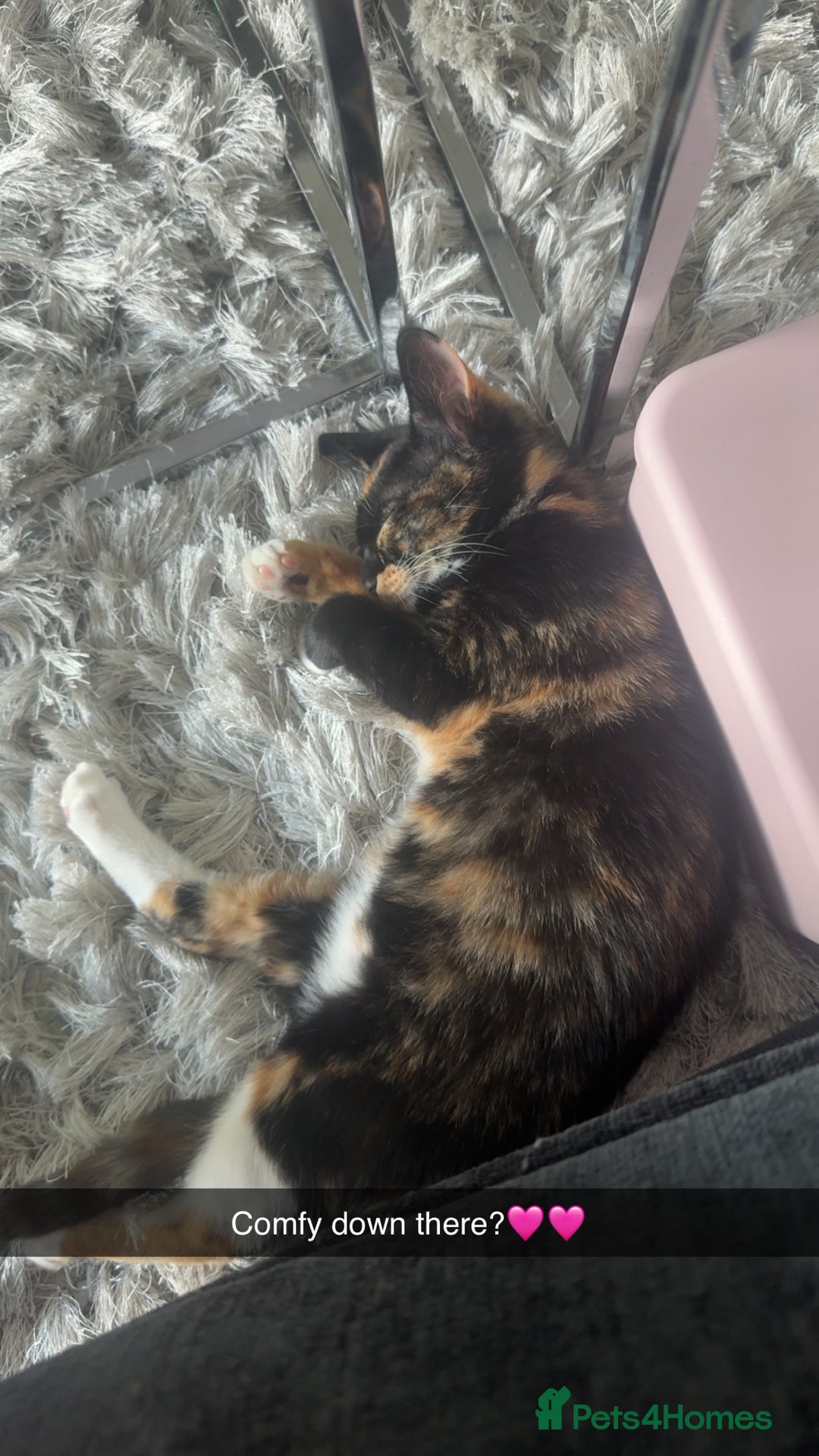 Mixed Breed cats for sale: Kittens - Image 6