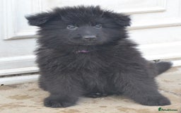 German Shepherd dogs for sale: STUNNING KC REG BLACK + SABLE LONG COATED PUPPIES - Image 4