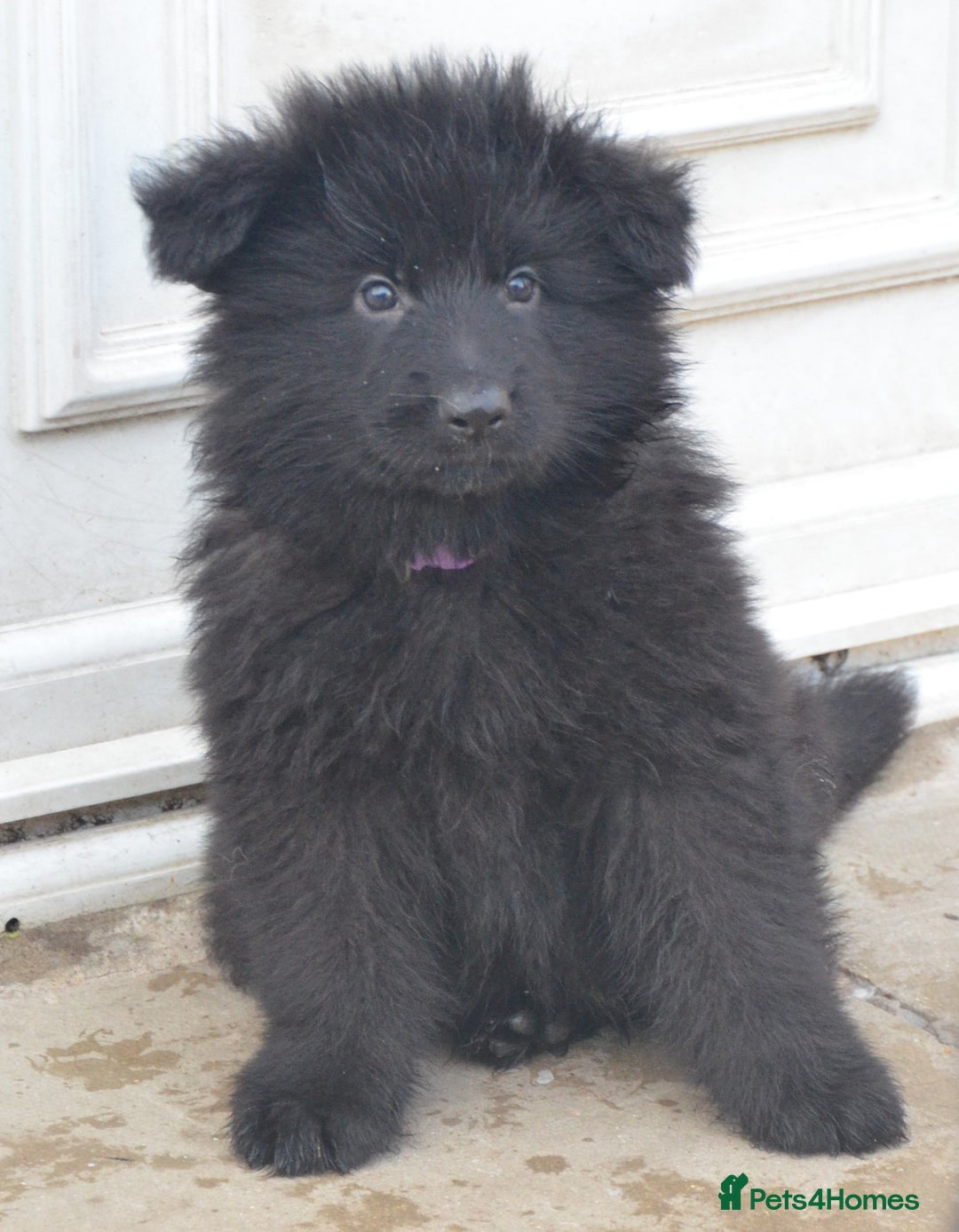 German Shepherd dogs for sale: STUNNING KC REG BLACK + SABLE LONG COATED PUPPIES - Image 4
