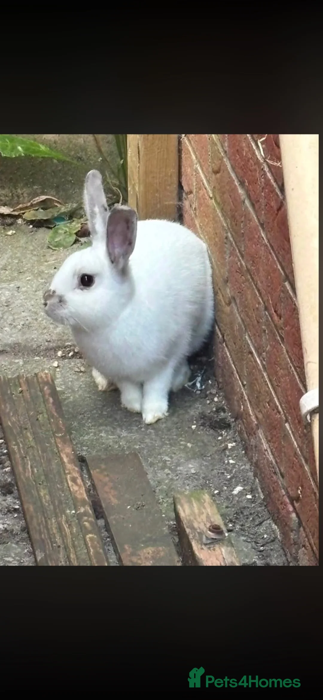 Mixed Breed rabbits for sale: Bonded pair of male rabbits  - Advert 5