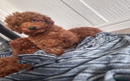 Maltipoo dogs for sale: Health tested rare coat red maltipoos for sale🐶!! - Image 6