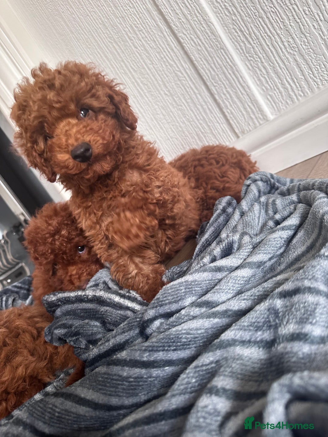 Maltipoo dogs for sale: Health tested rare coat red maltipoos for sale🐶!! - Image 6