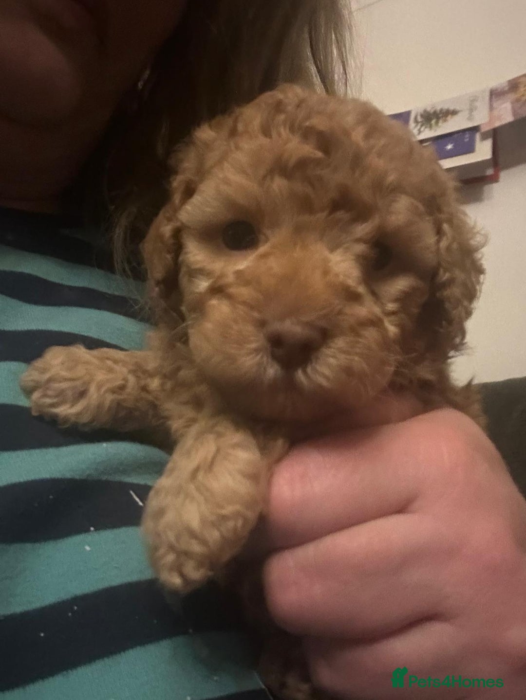 Australian Labradoodle dogs for sale: Australian Labradoodle Puppies - Advert 6