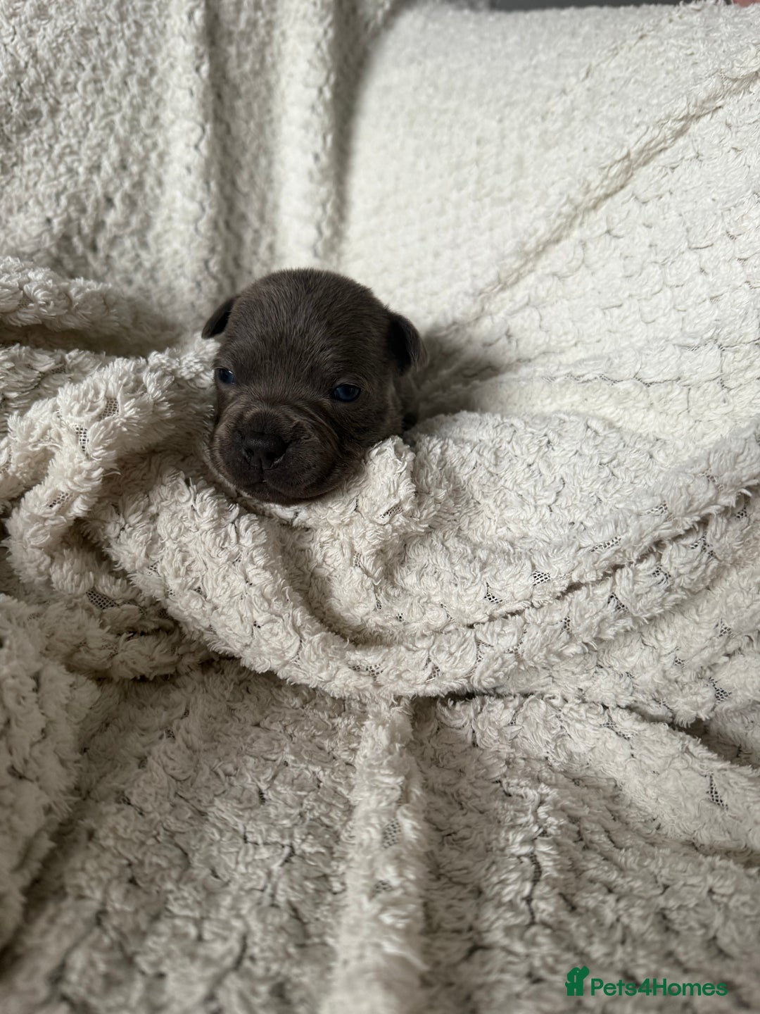 Staffordshire Bull Terrier dogs for sale: Six blue and black Staffordshire bull terriers  - Advert 4