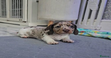 Miniature Dachshund dogs - Advert 6
