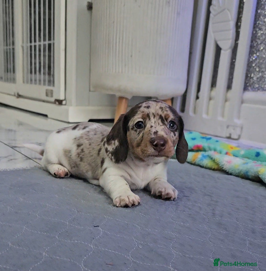 Miniature Dachshund dogs for sale: Miniature Smooth Dachshund Puppies  - Image 1