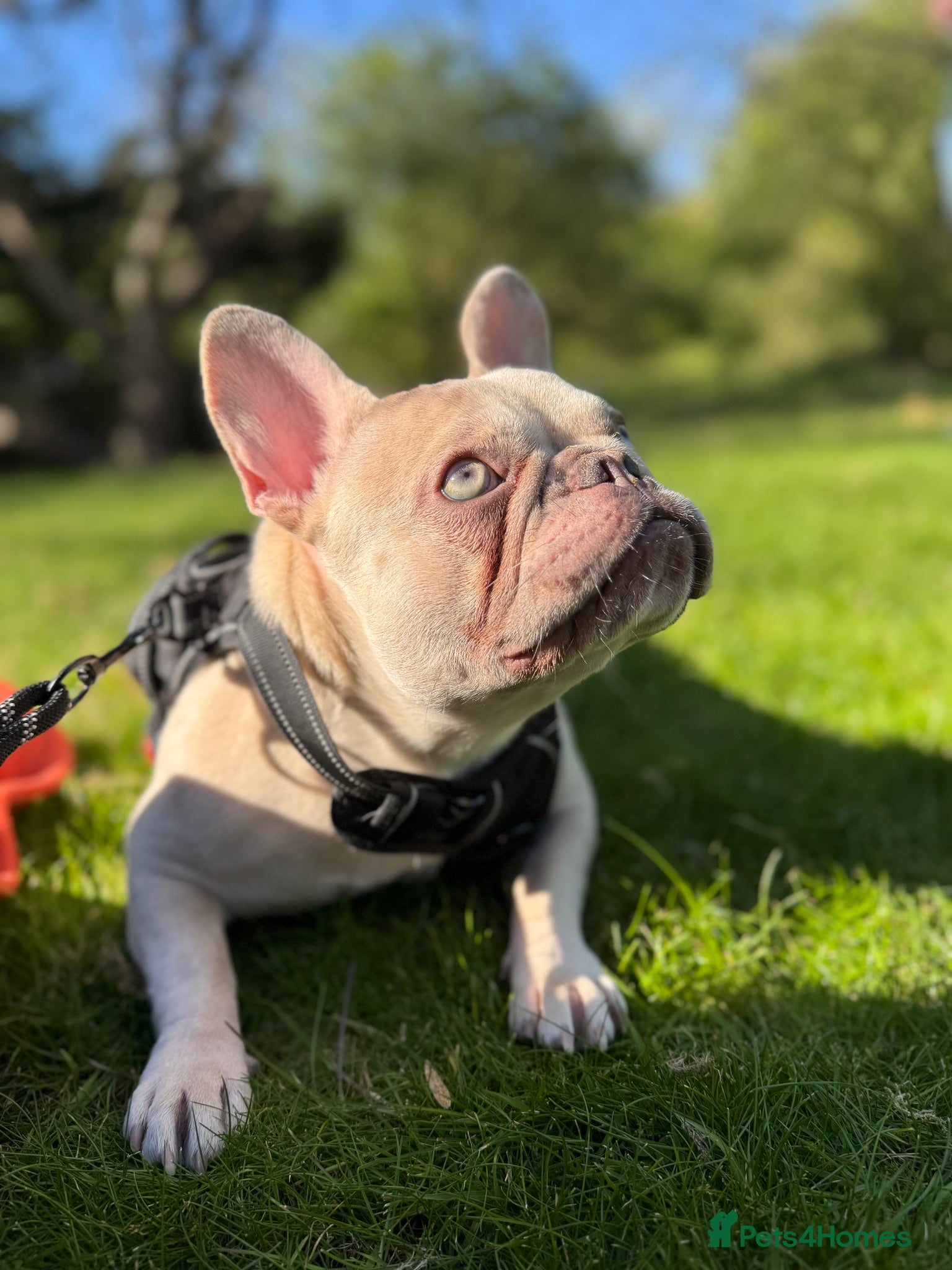 French Bulldog dogs Beautiful French Bulldog, please read description. - Advert 1