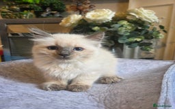 Ragdoll cats for sale: Ragdoll Kittens Ready for Their Forever Homes 🥰 - Image 4