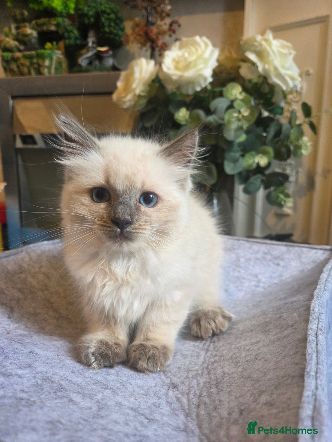 Ragdoll cats for sale: Ragdoll Kittens Ready for Their Forever Homes 🥰 - Image 4