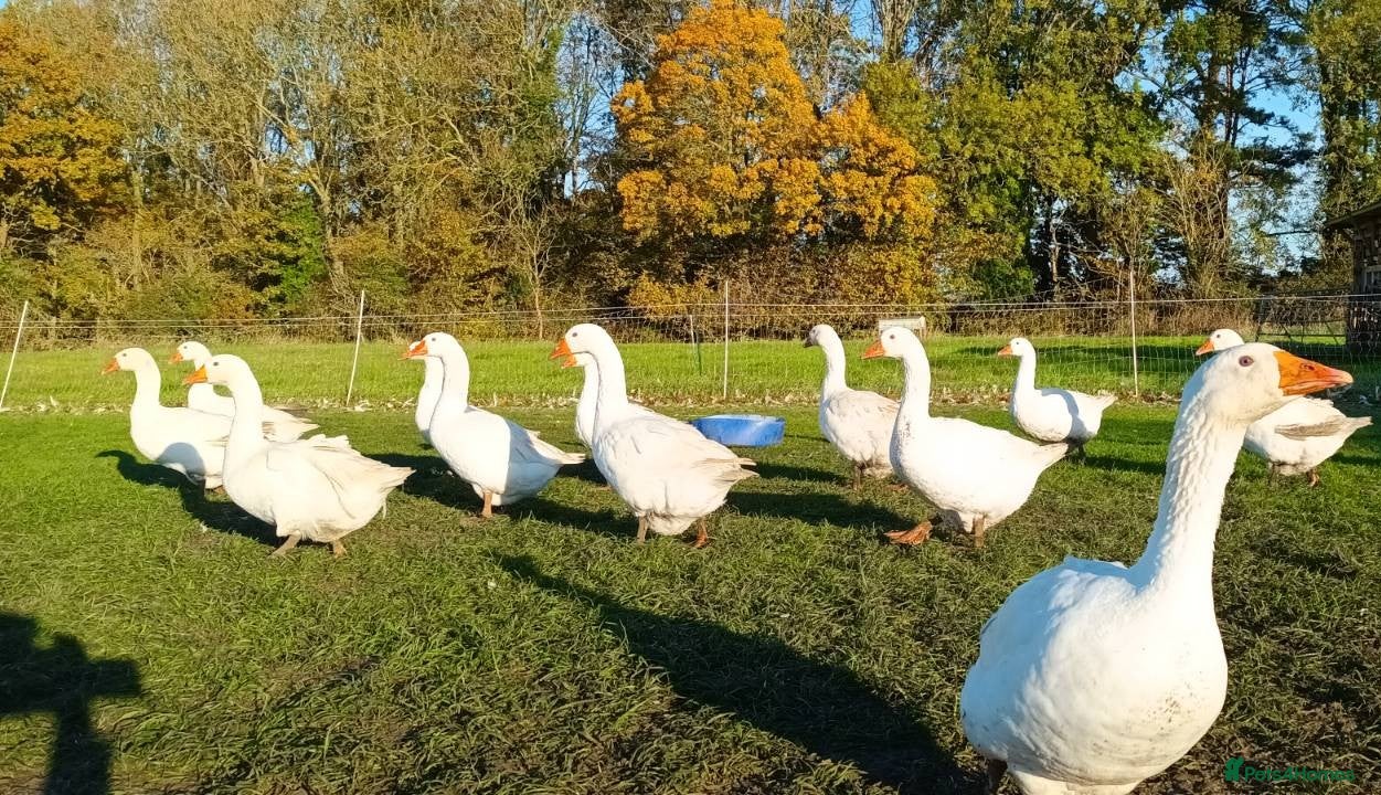 Geese poultry Large-strain Embden Geese-varying ages 2025 hatch - Advert 6