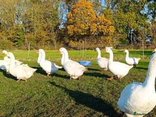 Geese poultry Large-strain Embden Geese-varying ages 2025 hatch - Advert 3