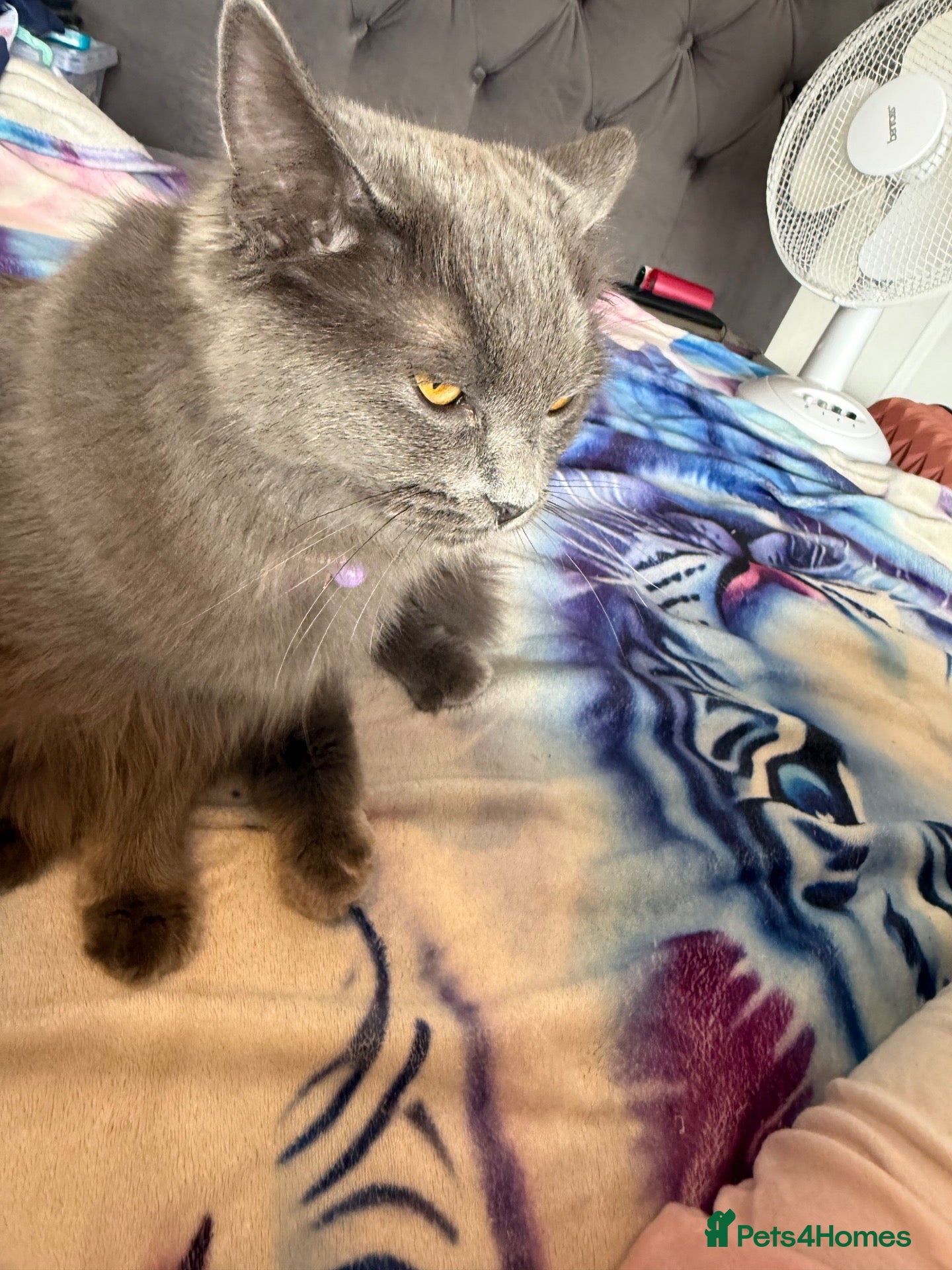 British Shorthair cats Cuddly grey kittens  - Advert 1