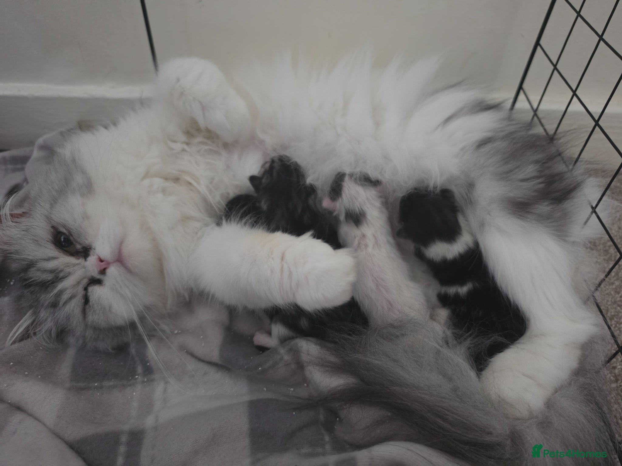 Persian cats for sale: Beautiful Persian Mix Kittens - Advert 35