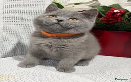 British Shorthair cats for sale: Adorable British shorthair kittens TICA - Image 7