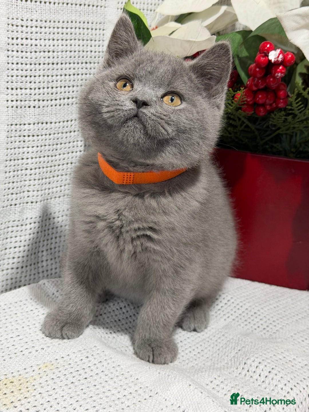 British Shorthair cats for sale: Adorable British shorthair kittens TICA - Image 7