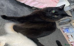 Ragdoll cats for sale: Two boys are looking for new home (Indoor only)  - Image 4