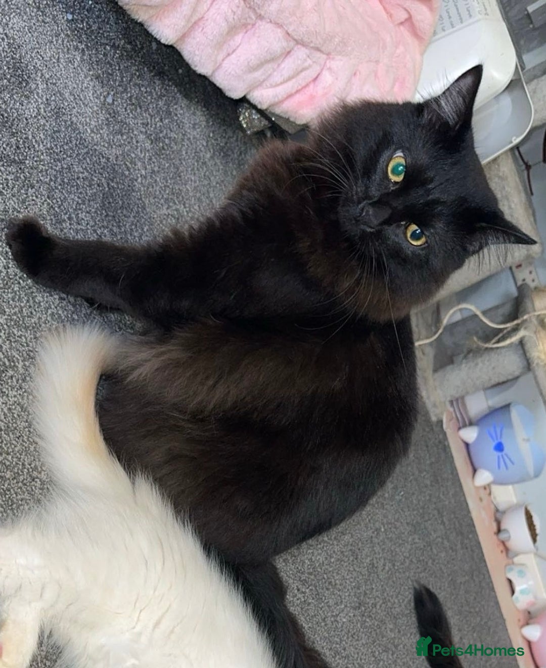 Ragdoll cats for sale: Two boys are looking for new home (Indoor only)  - Image 4