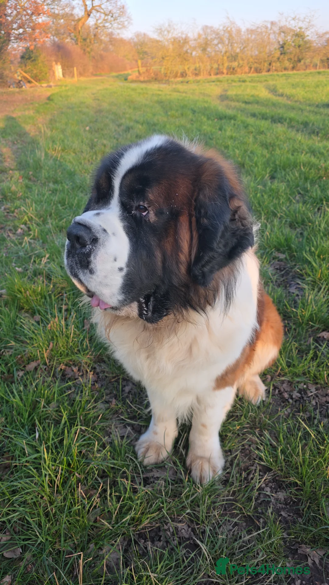 Saint Bernard dogs for sale: Adorable Teddy - Advert 4
