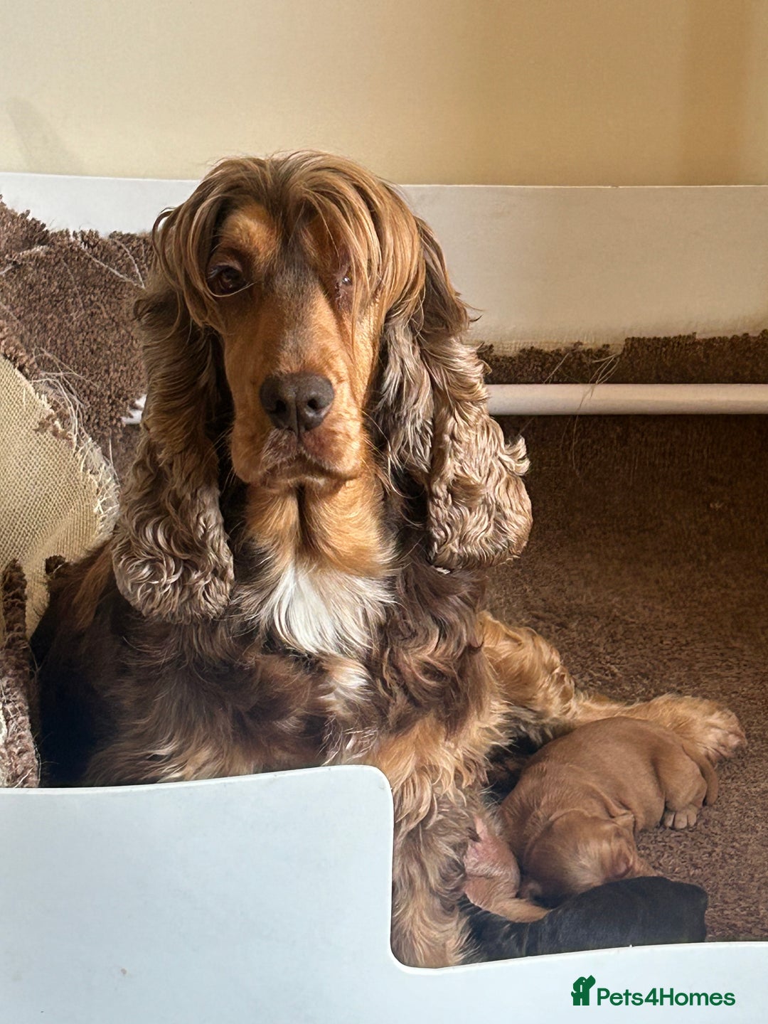 Cocker Spaniel dogs for sale: 🐾🐶 SHOW TYPE COCKER SPANIELS🐶🐾 - Image 6