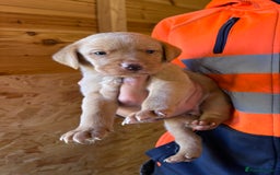Labrador Retriever dogs for sale: Stunning kc registerd fox Red / Golders labradors  - Image 9